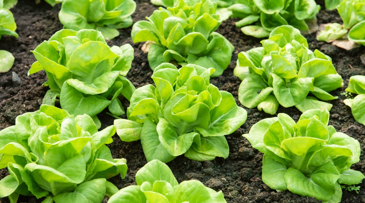 Close-up of growing lettuce vegetables in the garden. Head lettuce produces beautiful, rounded heads consisting of rounded, broad, bright green leaves with a smooth, buttery texture.