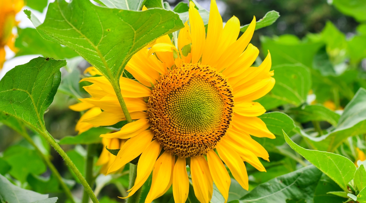 Close-up of a blooming Sunflower in a sunny garden, among bright green foliage. The flower is large, showy, with a characteristic disc-shaped center surrounded by bright yellow petals. The leaves are large, wide, lanceolate, with a rough texture, arranged alternately along the stem.