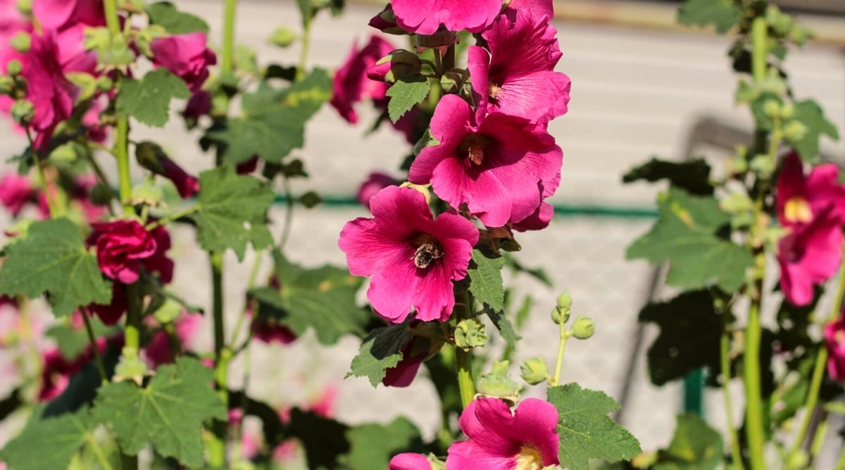 Close-up of a flowering Hollyhocks plant in a sunny garden. Hollyhocks are tall biennial or perennial plants that are known for their impressive height and striking flowers. They have a strong upright stem with large lobed leaves that are usually rough to the touch. Hollyhocks flowers are showy, bright pink. Each flower consists of several petals and has a characteristic central tubular structure.