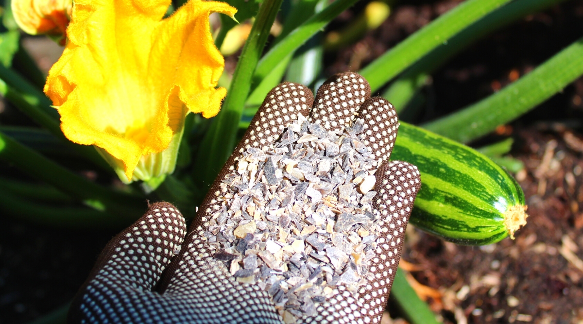 Close-up of a gardener's hand in a brown white-speckled glove holding a handful of horn shavings fertilizer against a background of growing zucchini in a sunny garden. Zucchini has a large oblong cylindrical fruit with a smooth, glossy pale green skin with dark green vertical stripes. The flower is large, orange-yellow, funnel-shaped.