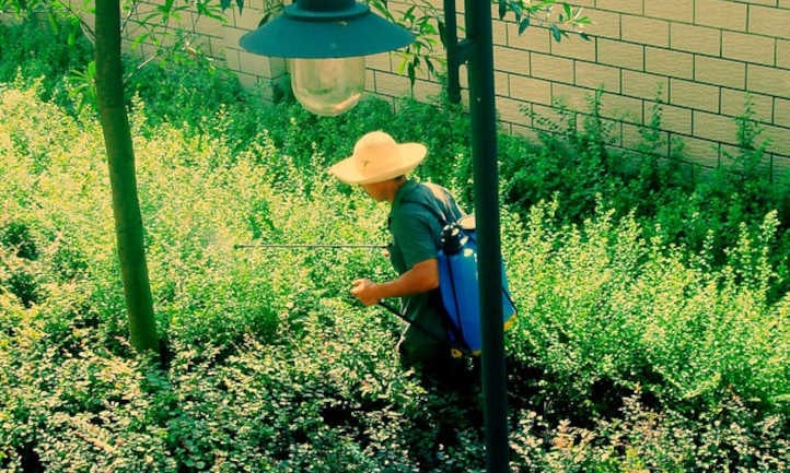 Person spraying horticultural oils