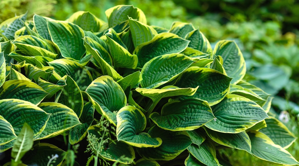 Close-up of a growing Hosta in the garden. Hostas, also known as plantain lilies, are herbaceous perennial plants that are highly popular for their attractive foliage. The leaves are large, wide, heart-shaped, with protruding veins. The leaves are dark green with a yellow border around the edges.