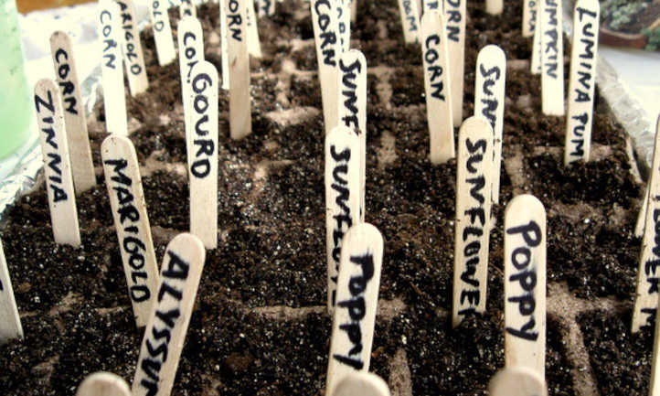 How Many Seeds Do You Need To Grow A Plant