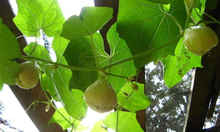 How to grow chayote