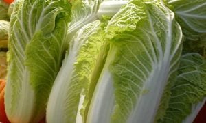 How to grow napa cabbage