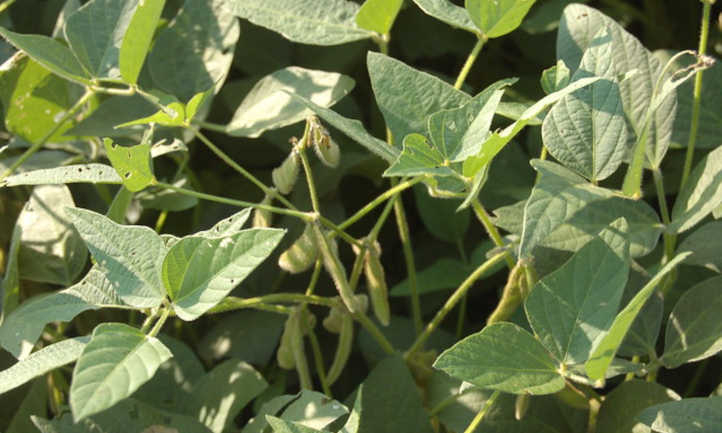 How to grow soybeans