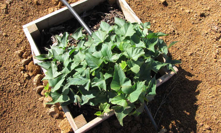How to grow sweet potatoes in containers