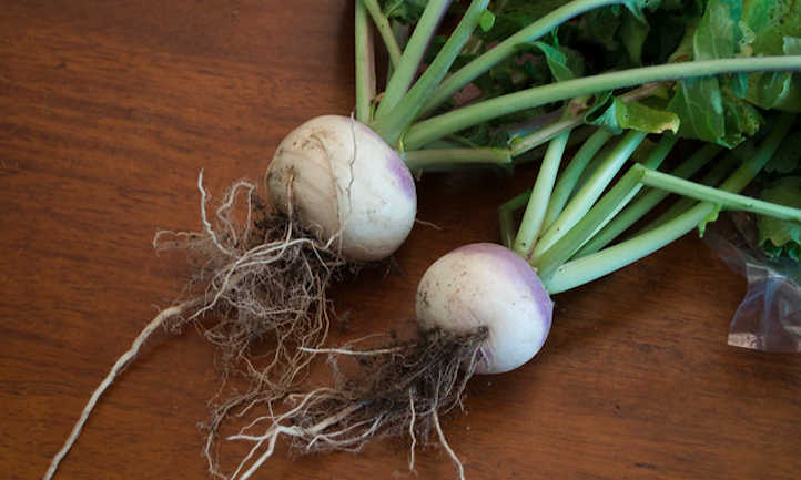 How to grow turnips