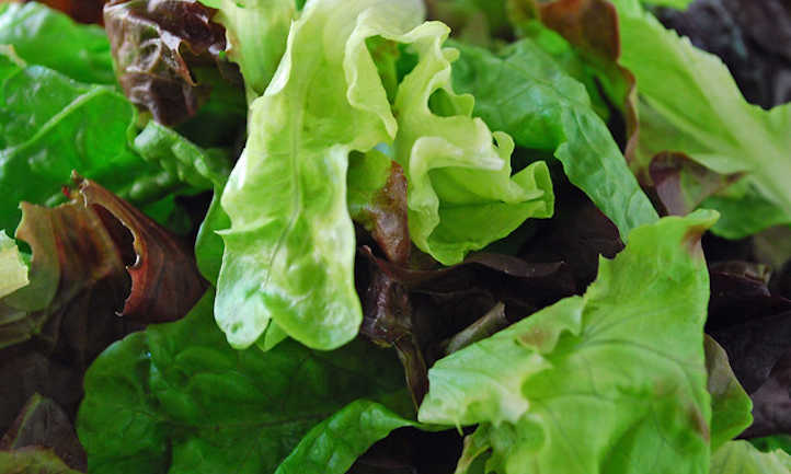 How To Harvest Lettuce Of All Types
