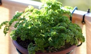 How to harvest parsley