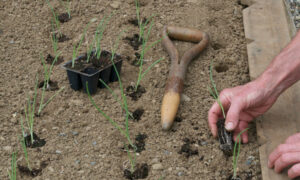 How to plant onion transplants