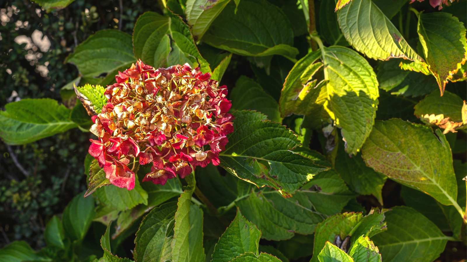 how to revive a dying hydrangea