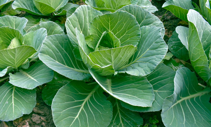 Immature cabbages growing