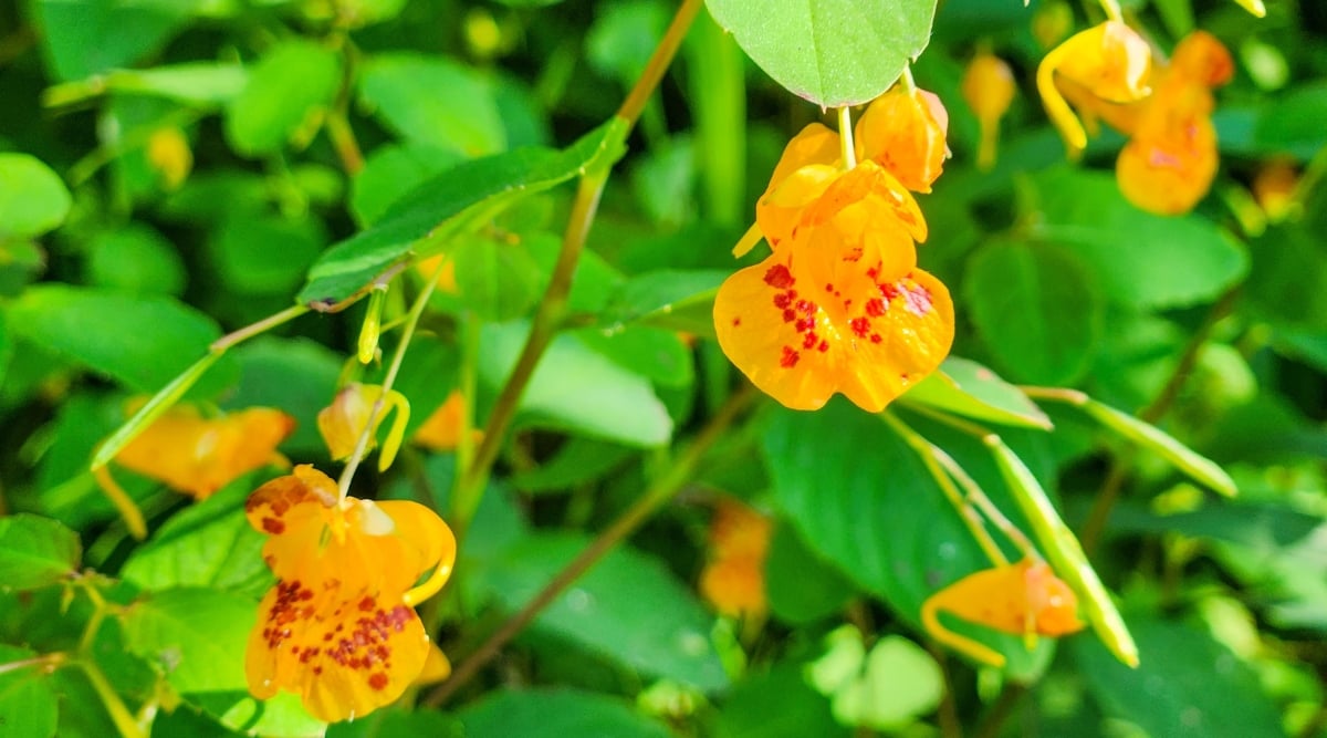 Close-up of a flowering Jewelweed plant in the garden. Impatiens capensis, also known as jewelweed or touch-me-not, is an annual plant native to North America. It has bright green, oval-shaped leaves with a slightly serrated edge. The plant produces vibrant orange flowers that resemble delicate trumpets or hanging lanterns.