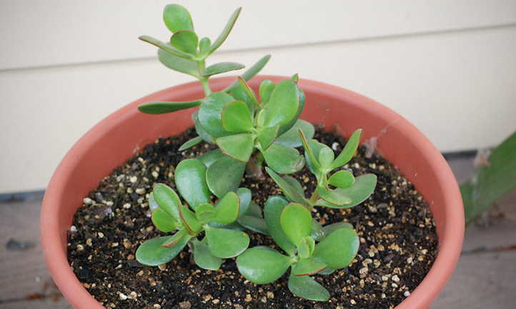 Jade plant propagation