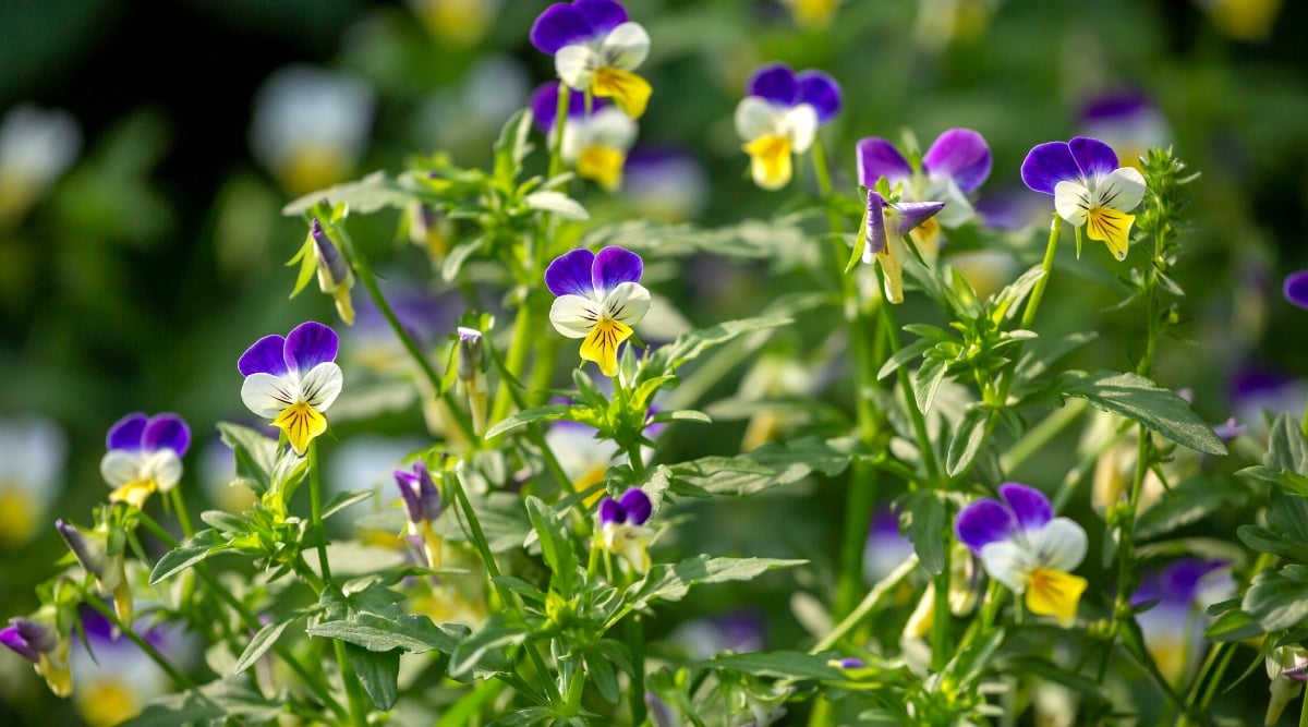 Close-up of blooming Johnny Jump Ups, also known as Viola tricolor or wild pansies, in a sunny garden. The leaves of Johnny Jump Ups are oval with a slightly serrated or scalloped edge. They are dark green and grow as a rosette close to the ground. The flowers are small, composed of five petals with distinct markings in a variety of colors, including purple, yellow, and white.