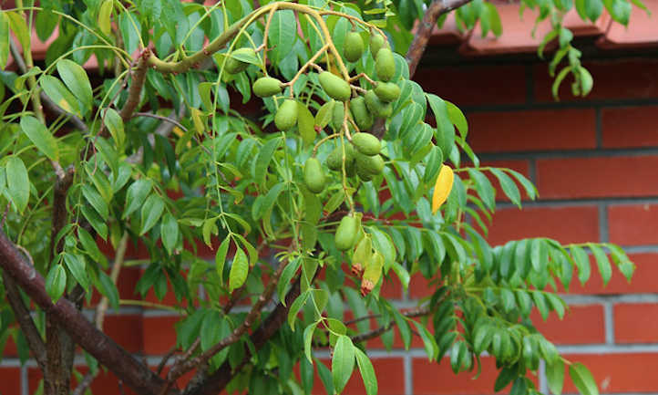 June plum tree