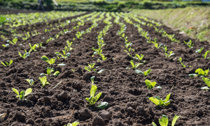 Kale seedlings in a field