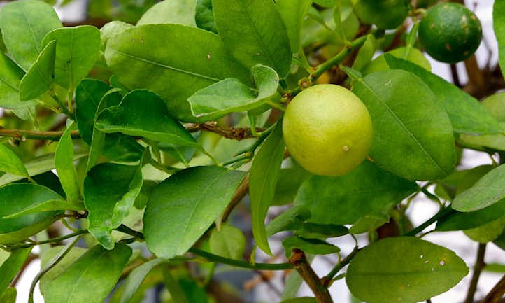 Key lime tree