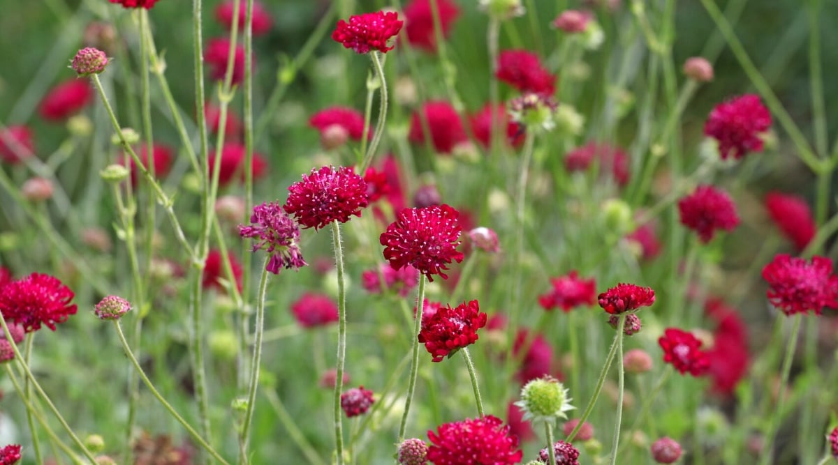 Knautia macedonica, commonly known as Macedonian scabious or crimson scabious, is a perennial flowering plant native to the Balkans. It is a popular choice among gardeners for its vibrant and showy flowers. The leaves of Knautia macedonica are basal, meaning they grow in a rosette at the base of the plant. The flowers grow on long thin stems that rise above the foliage. The individual flowers are small and tubular in shape, with a distinct pincushion-like appearance. They are dark crimson.