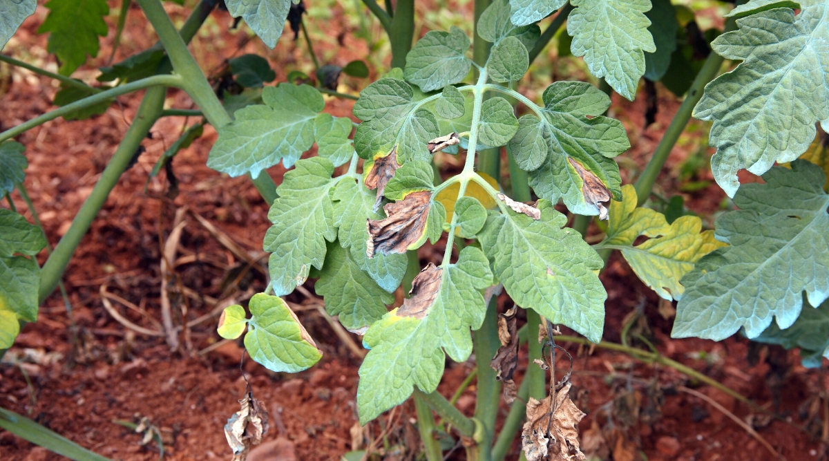 Close-up of tomato leaves infected with the fungal disease Late Blight. The plant has pinnately compound leaves, blue-green in color, consisting of oval leaflets with serrated edges. leaves have irregular brown rotting spots.