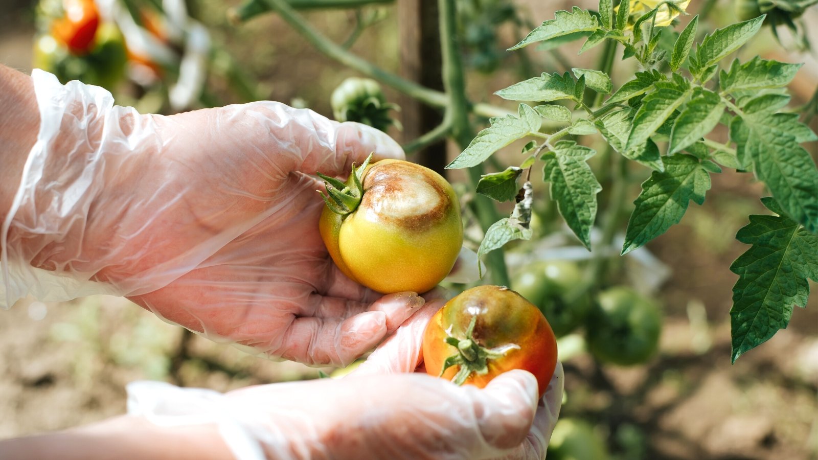 late blight tomatoes