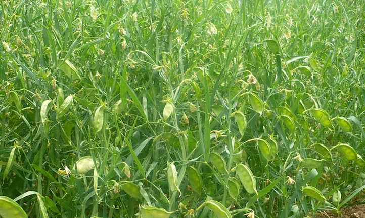 Lentils in field