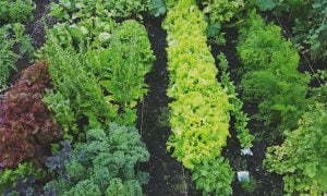 Lettuce companion plants