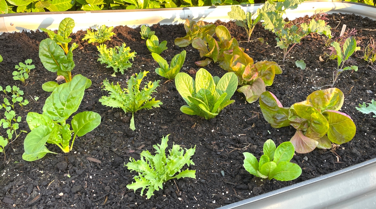 Close-up of different types of lettuce growing on a raised metal bed in the garden. Lettuce has rosettes of oval oblong bright green leaves with smooth edges; rounded, wide leaves with a purple tint; elongated, oval, bright green, with cut edges.