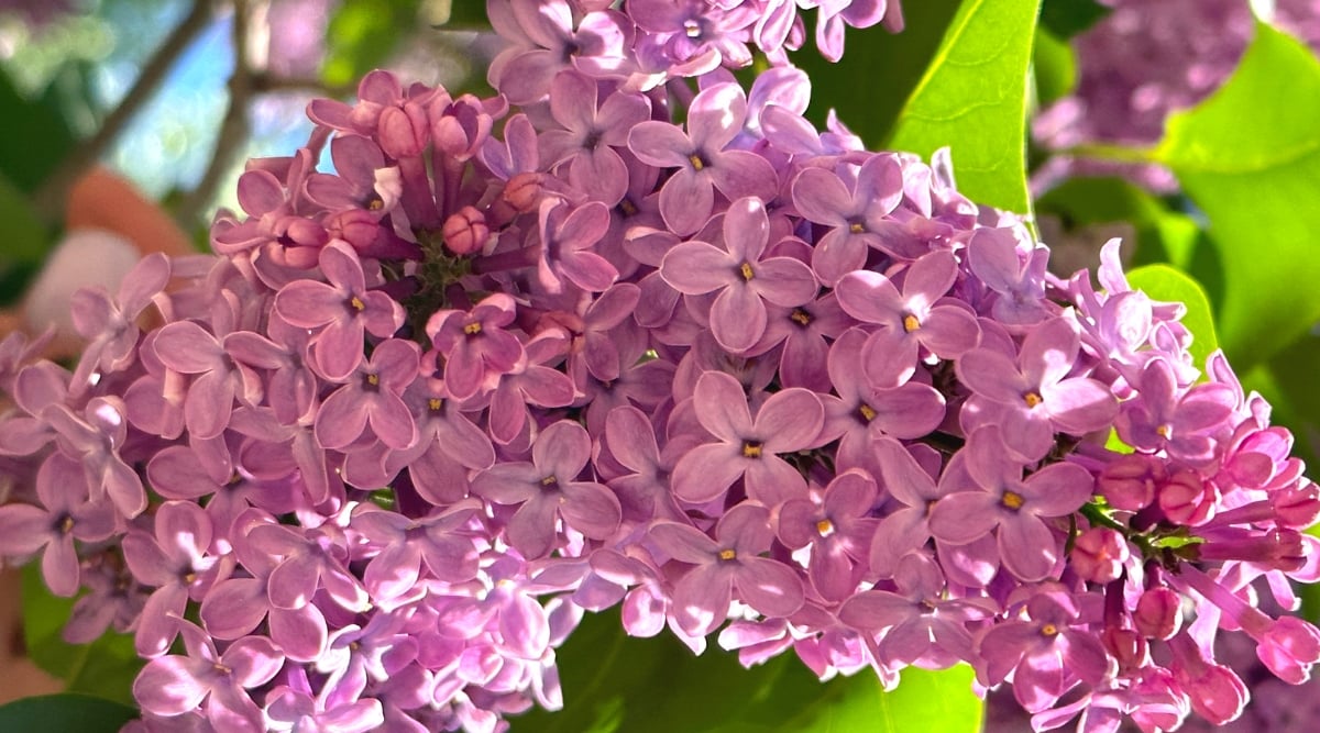 Close-up of a blooming lilac in a sunny garden. Lilacs are deciduous shrubs or small trees known for their fragrant and showy flowers. The flowers are produced in large, dense racemes, known as panicles, at the tips of the branches. Each individual flower has four lilac-colored petals and is tubular in shape.