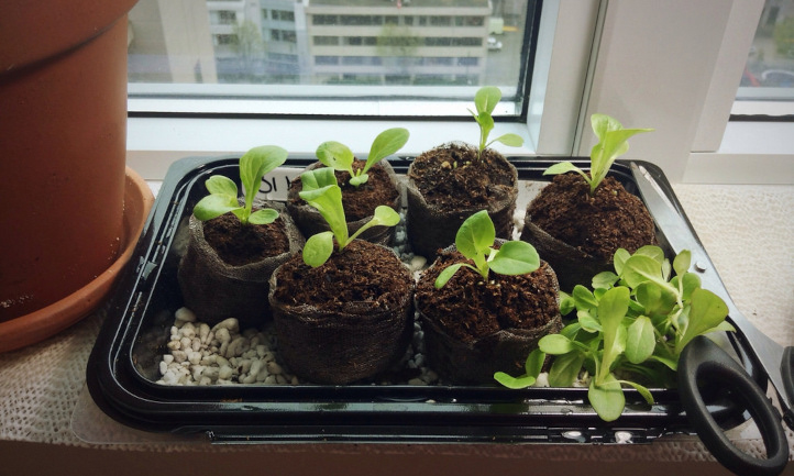 Little Gem seedlings