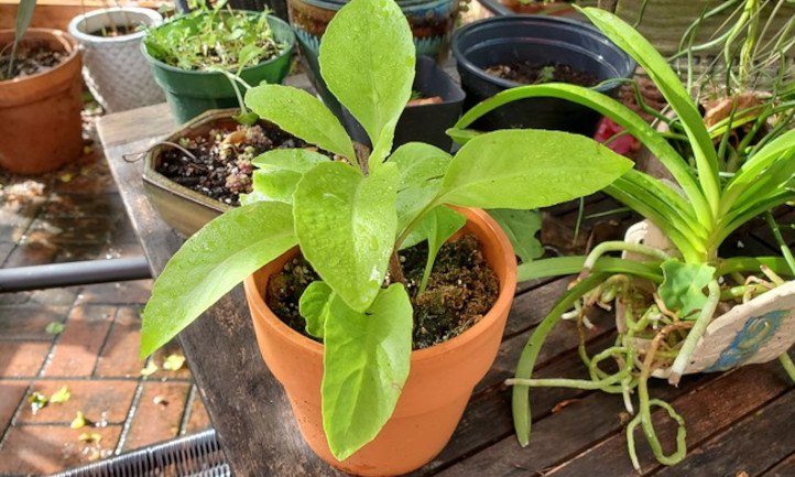 Longevity Spinach: How To Grow Gynura Procumbens Right