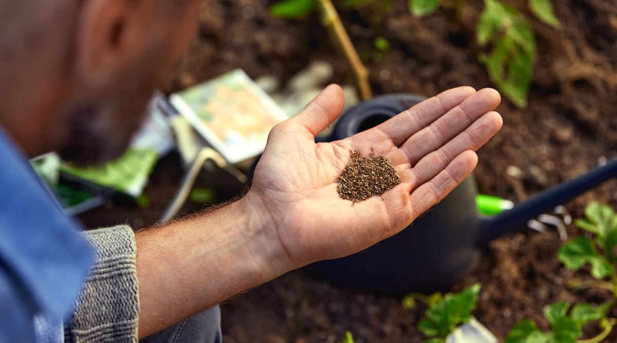 Top view, close-up of a man's palm with a handful of seeds on a blurred background of a garden bed. Seeds are small, brown. In the garden bed there are various seed bags and a large black watering can.