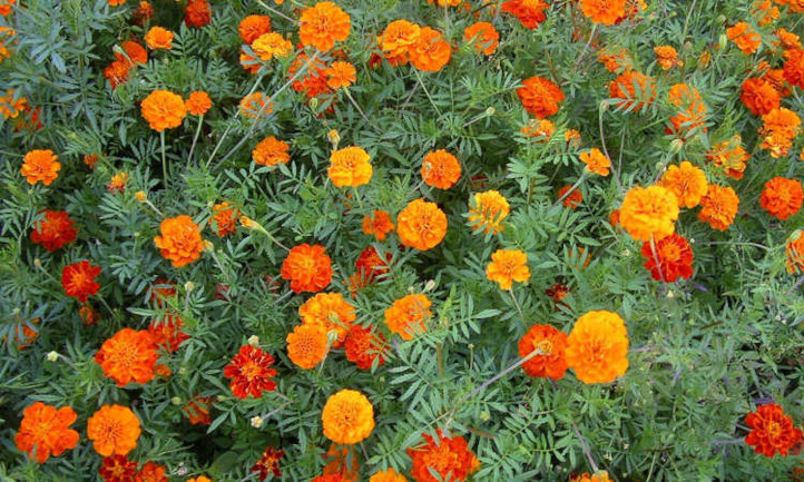 A variety of marigolds