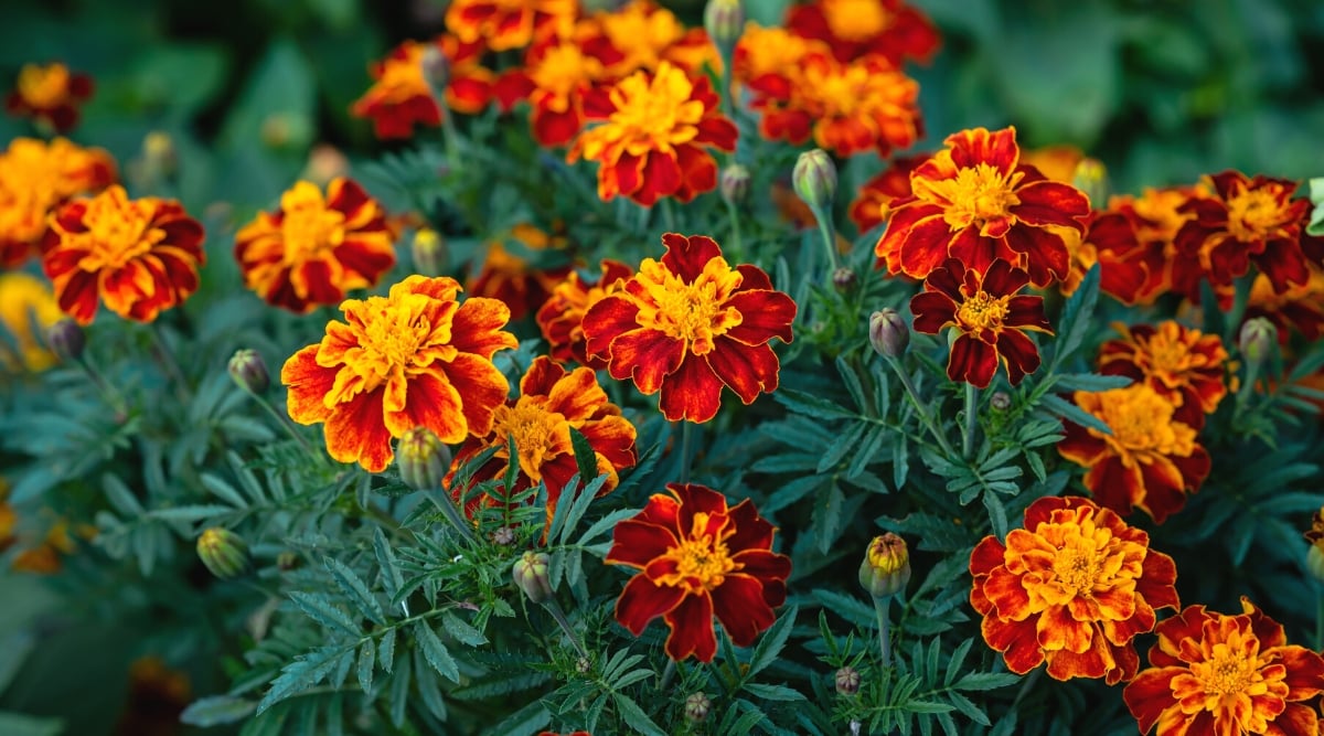 Close-up of blooming marigolds in the garden. Marigolds are compact annuals with bright showy flowers. They have dark green, deeply divided, fern-like leaves arranged alternately along the stem. The flowers are small, with several layers of ruffled petals in bright red and yellow.