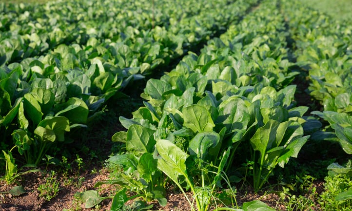Mature spinach plants in a field
