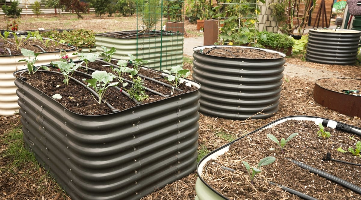 A close-up of several metal raised beds of various shapes in a garden. Raised beds are tall, square and round in shape, in black, white and pale green. They are all equipped with a hose irrigation system. Plants such as kale, beetroot, cabbage and other plants grow on the beds.