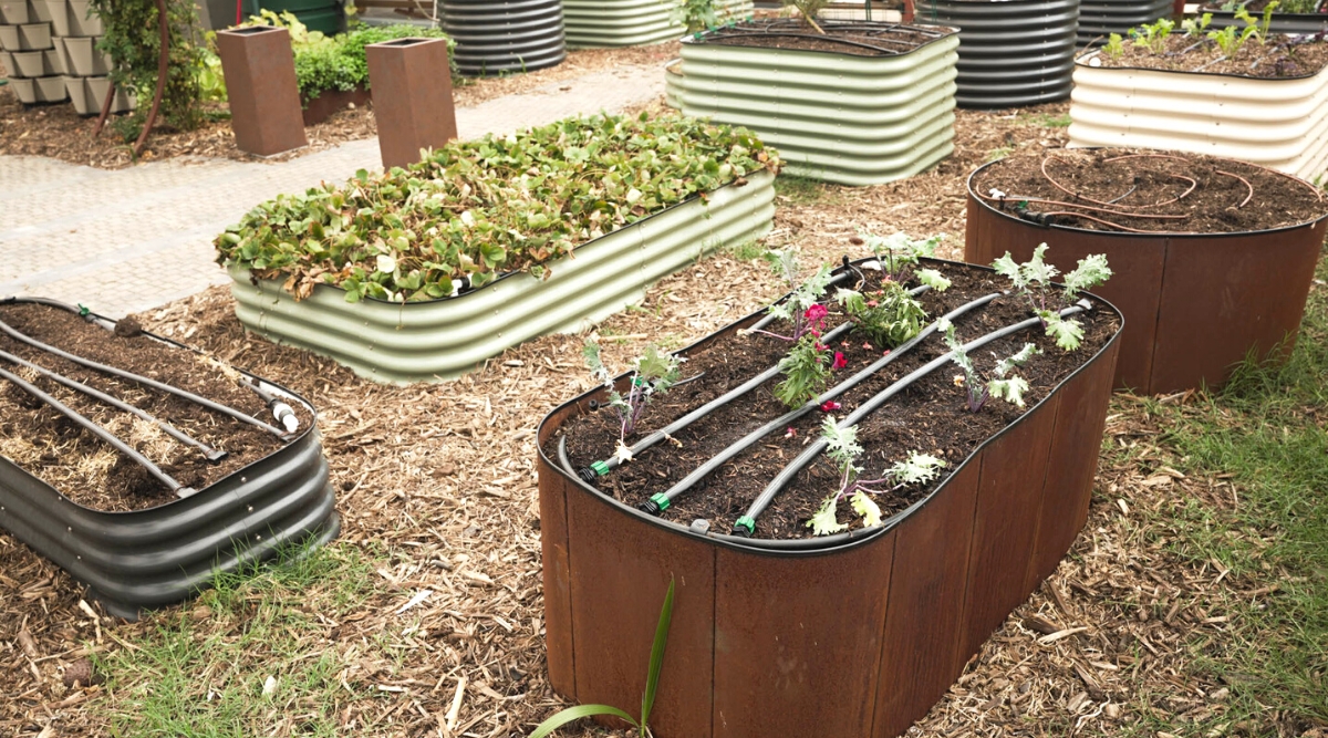 Close-up of several metal raised beds in a garden with growing plants such as kale and strawberries. Raised beds are equipped with irrigation pumps. Metal raised beds in black, pale green and rusty brown.