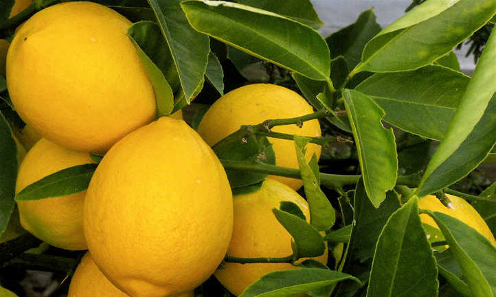 Meyer lemon tree care
