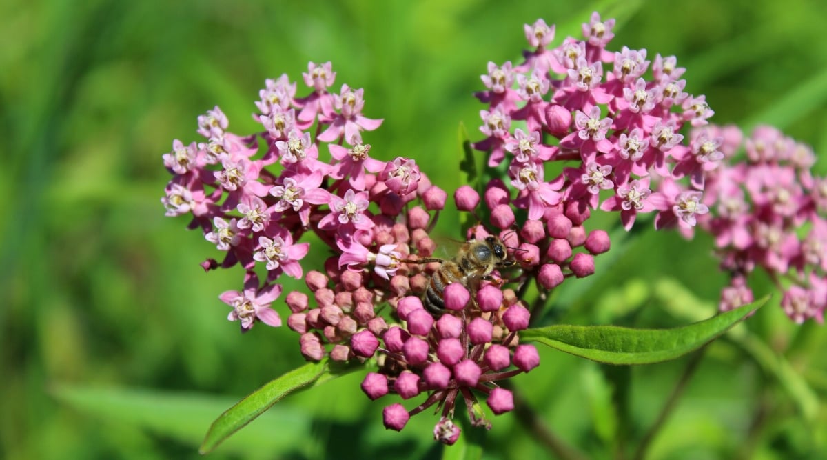 Close-up of a flowering Milkweed plant against a blurred green background. The bee is sitting on the flowers. The leaves are lanceolate, green. Euphorbia flowers are small and clustered together in umbellate clusters known as umbels. Each umbel is made up of many individual flowers that are five-lobed and have a unique complex structure. The flower color is pink.