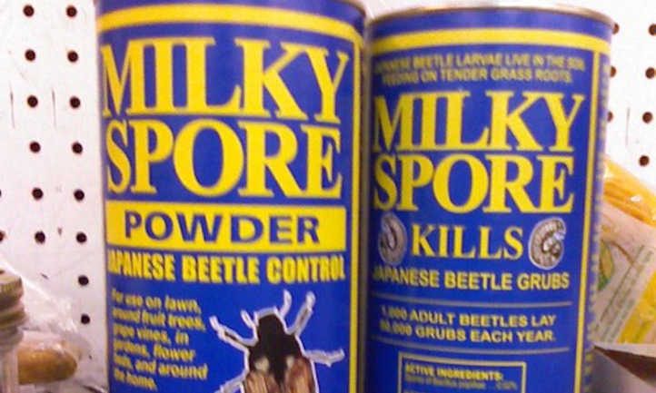 Milky spore powder