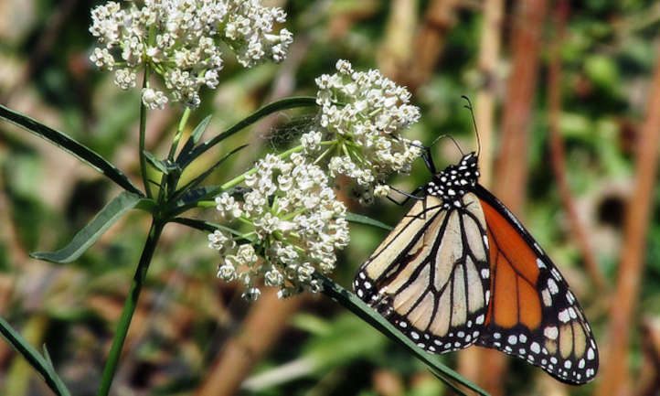 Monarch butterfly and Asclepias fascicularis