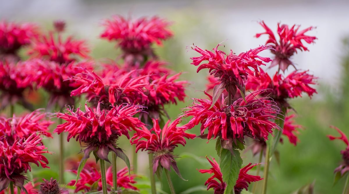 Close-up of blooming Monarda didyma in the garden, against a blurry background. Monarda didyma, commonly known as Bee balm or Oswego tea, is a herbaceous perennial plant. It features lance-shaped, aromatic leaves that are dark green and have a slightly rough texture. The leaves are opposite, meaning they grow in pairs along the stems. Above the foliage of the monard, didyma produces spectacular tubular flowers of a bright red hue. The flowers grow in dense clusters at the top of the stems, attracting bees, butterflies and hummingbirds.