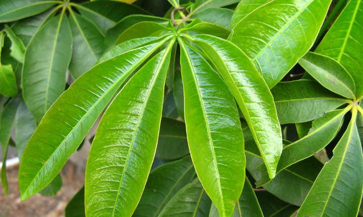 Leaves of the money tree plant