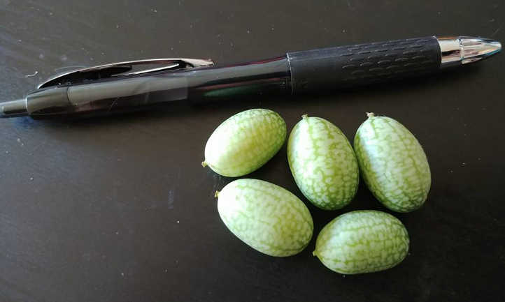 Mouse melons just after harvest