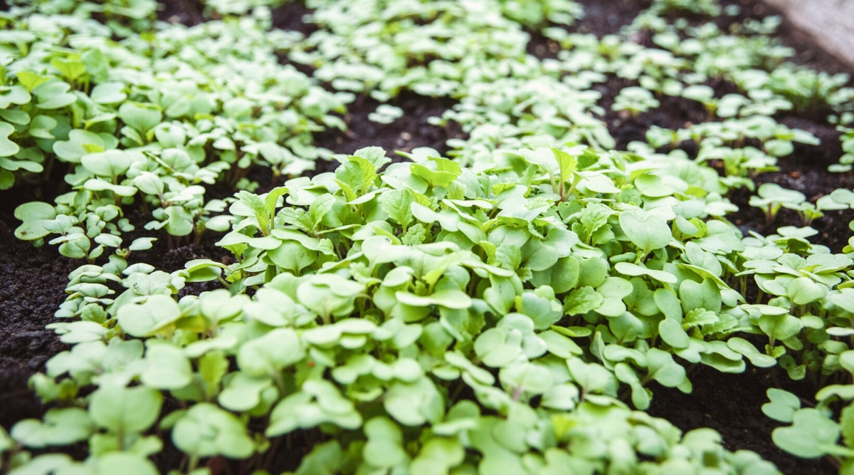 Close-up of growing Mustard plants (cover crop) to prevent soil erosion, add aeration and nutrients. Mustard plants are tiny sprouts made up of small, pale green, heart-shaped leaves.
