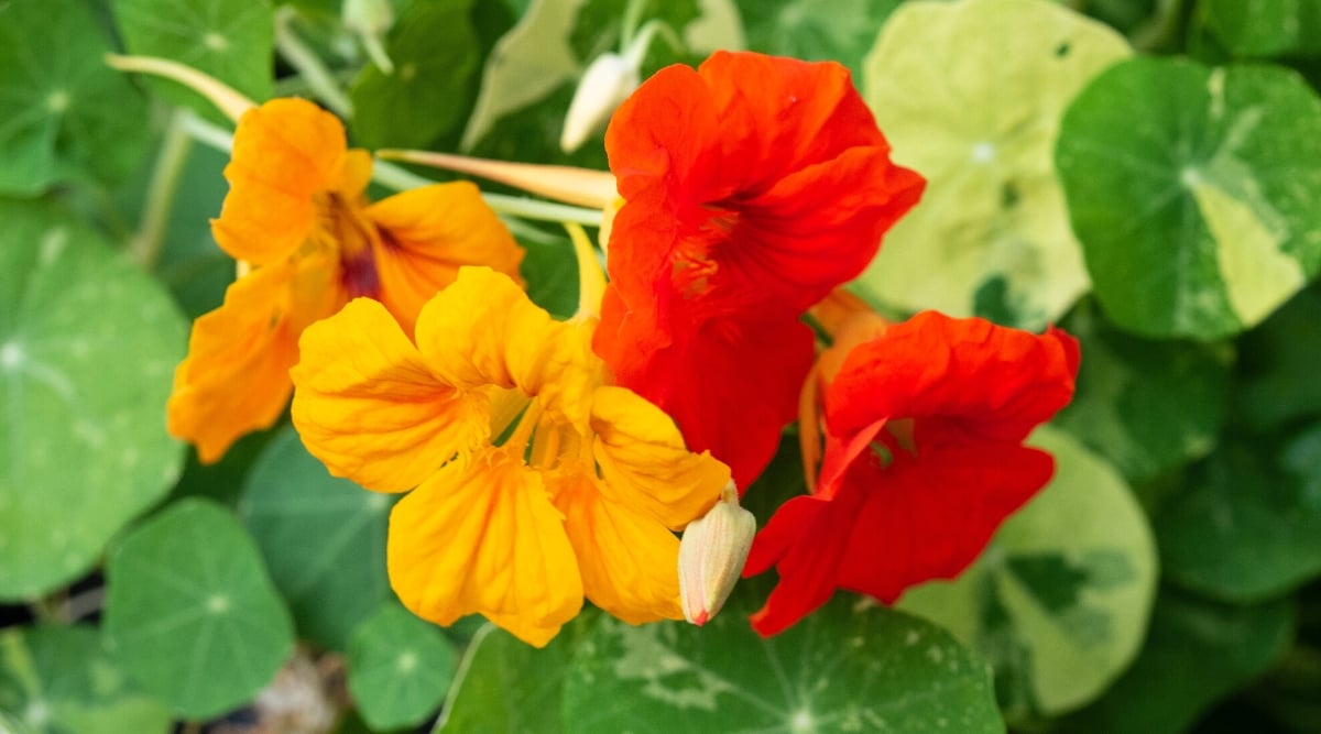 Close-up of a flowering Nasturtium plant in the garden. Nasturtium is a low growing annual plant with unique foliage and showy flowers. The leaves are rounded or shield-shaped, variegated, bright green in color with cream markings and stripes. Flowers are bright orange and bright red. They have five petals and a tubular shape.