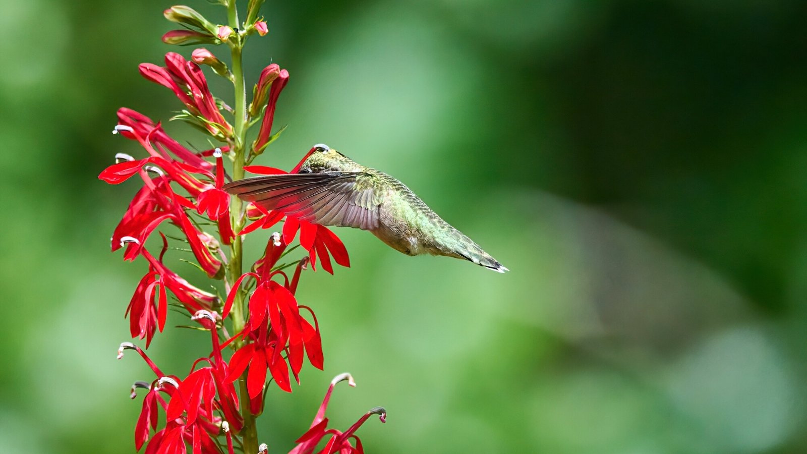native plants for hummingbirds