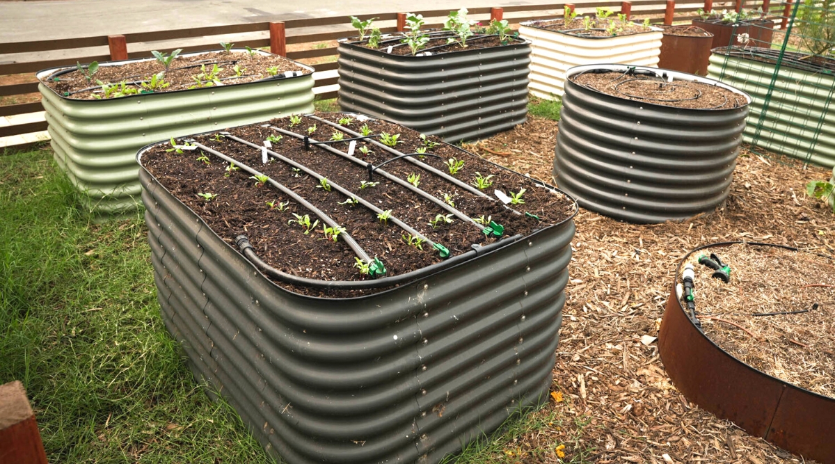 A close-up of several iron raised beds in a garden. Raised beds are square and rounded. Some are black and some are green and white. Drip irrigation systems have been installed on the beds. Young seedlings of various vegetable crops grow on the beds.