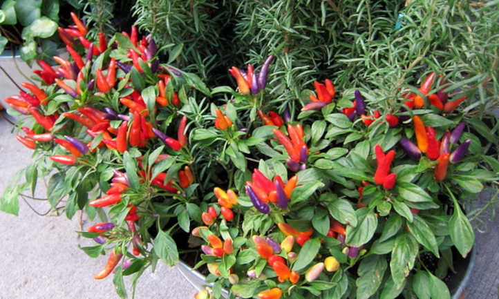 Numex Easter ornamental peppers